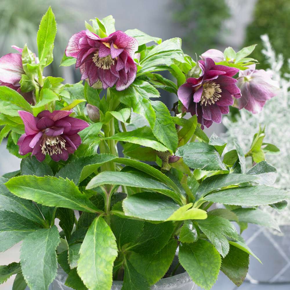 Hybridjulros 'Double Ellen Red' (Helleborus × hybridus)